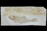 Jurassic Fossil Fish (Leptoleptis) - Solnhofen Limestone #112698-1